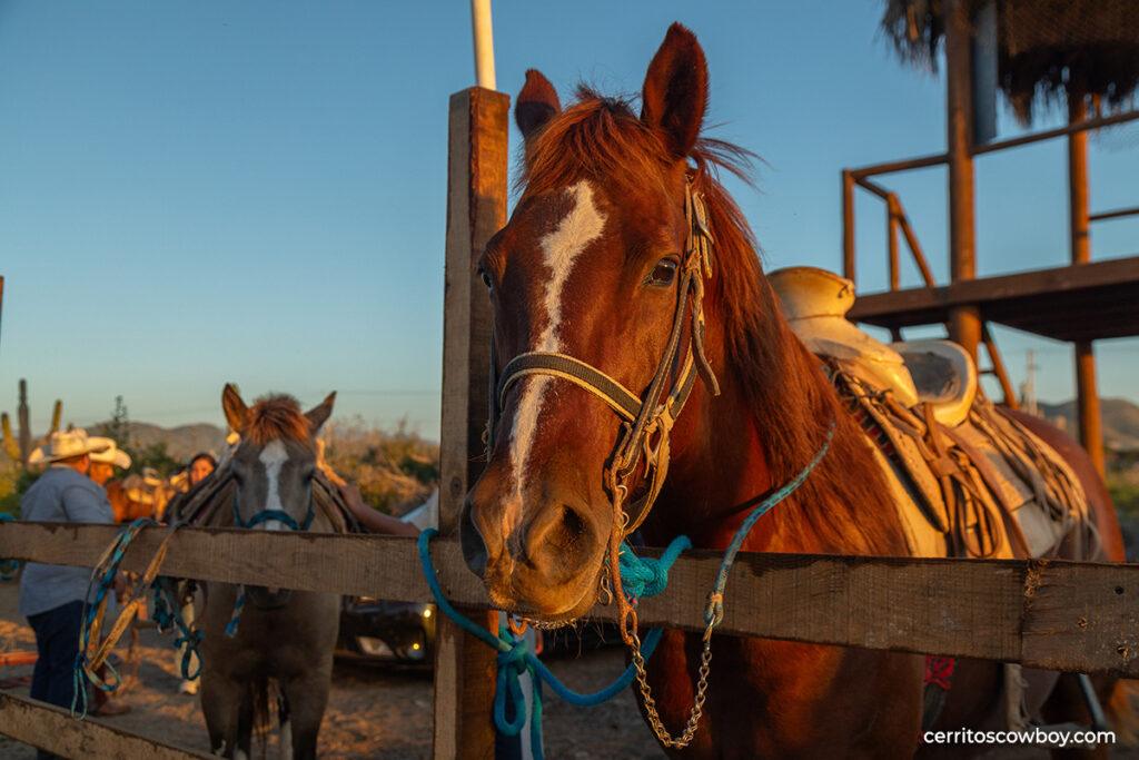 Cabalgata costera Cabo Cowboy